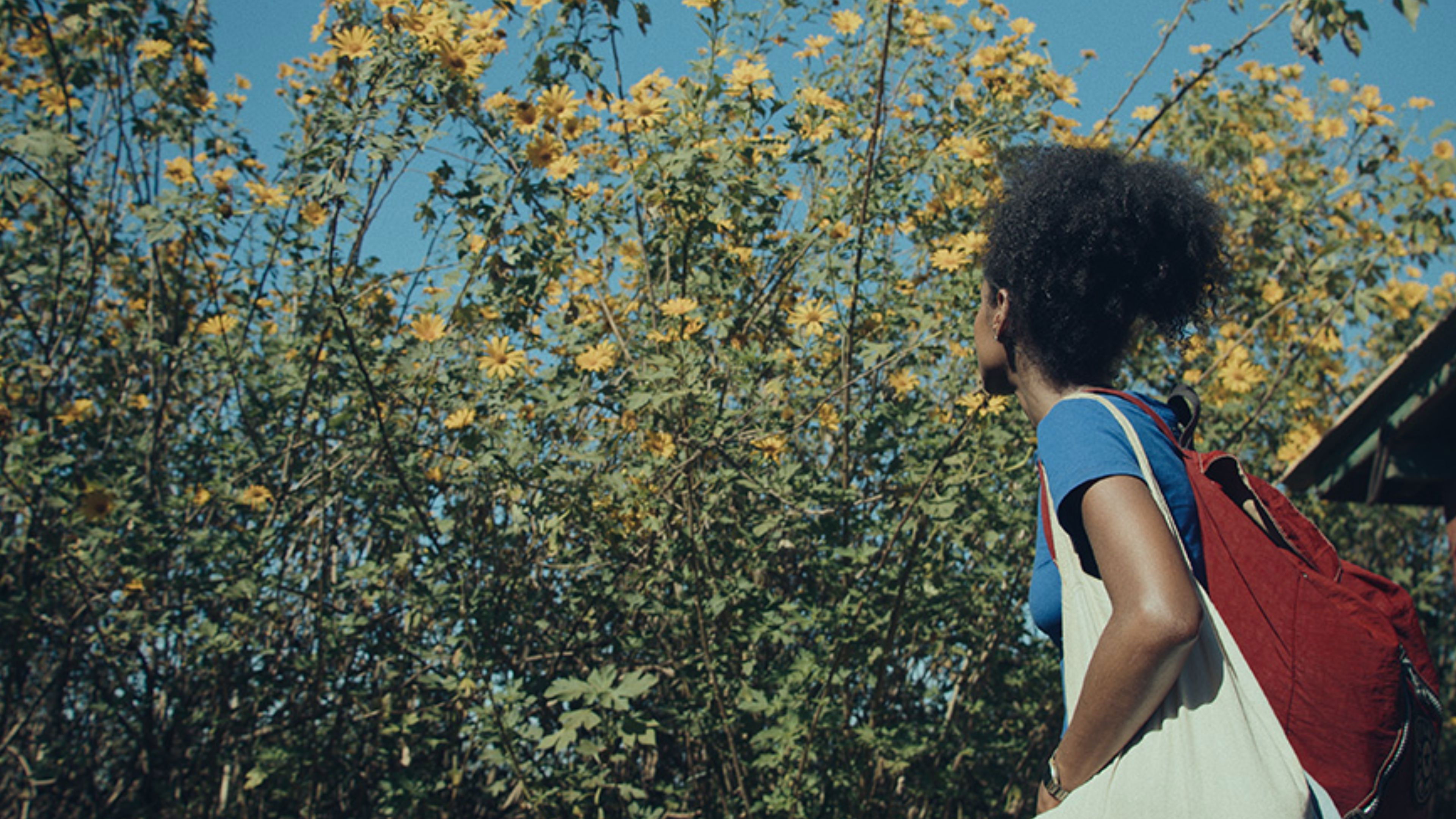 Dança dos Vagalumes