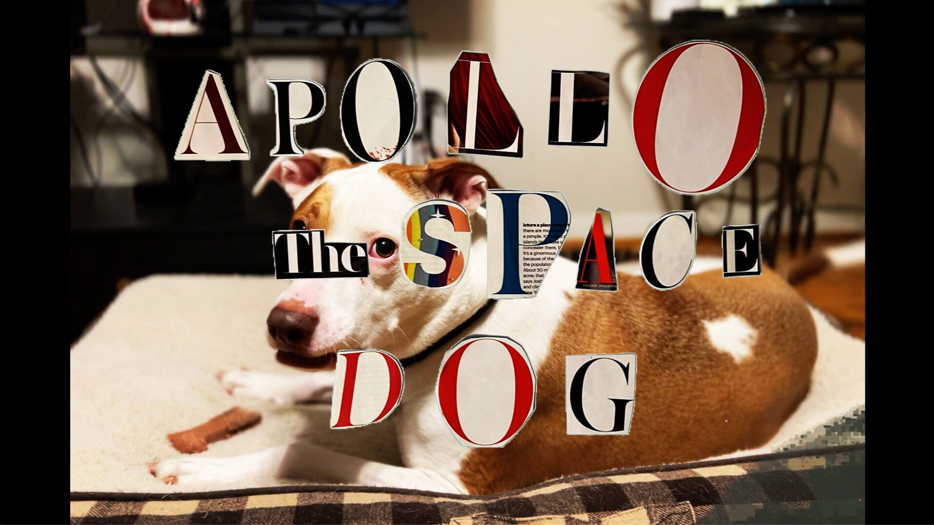 Apollo: The Space Dog