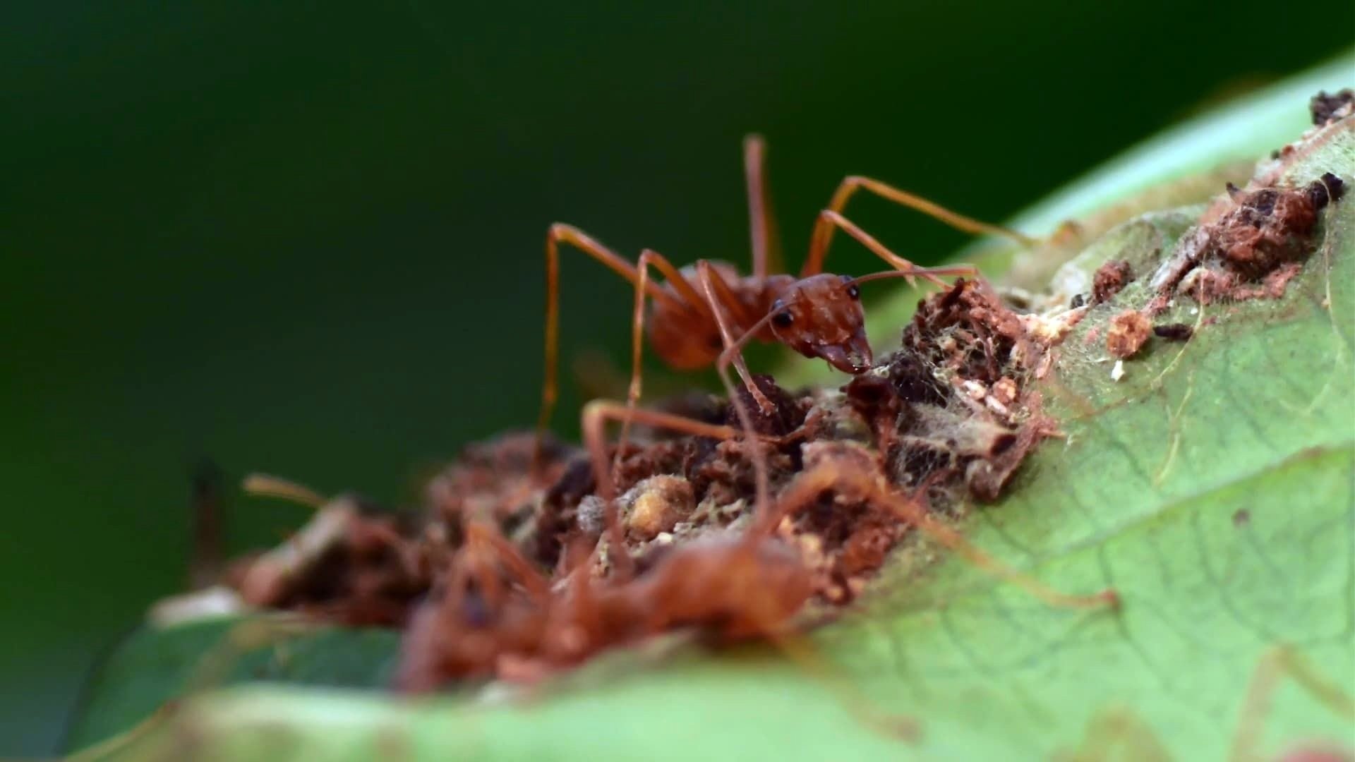 The Besieged Fortress