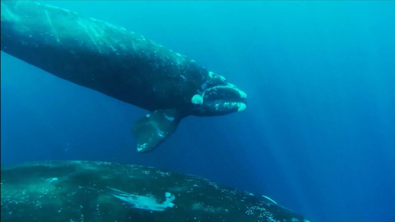 The Charm of Whales