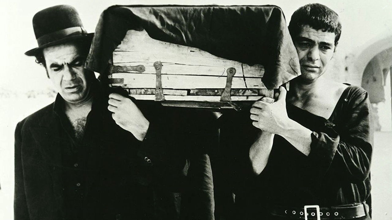 The ring-necked dove