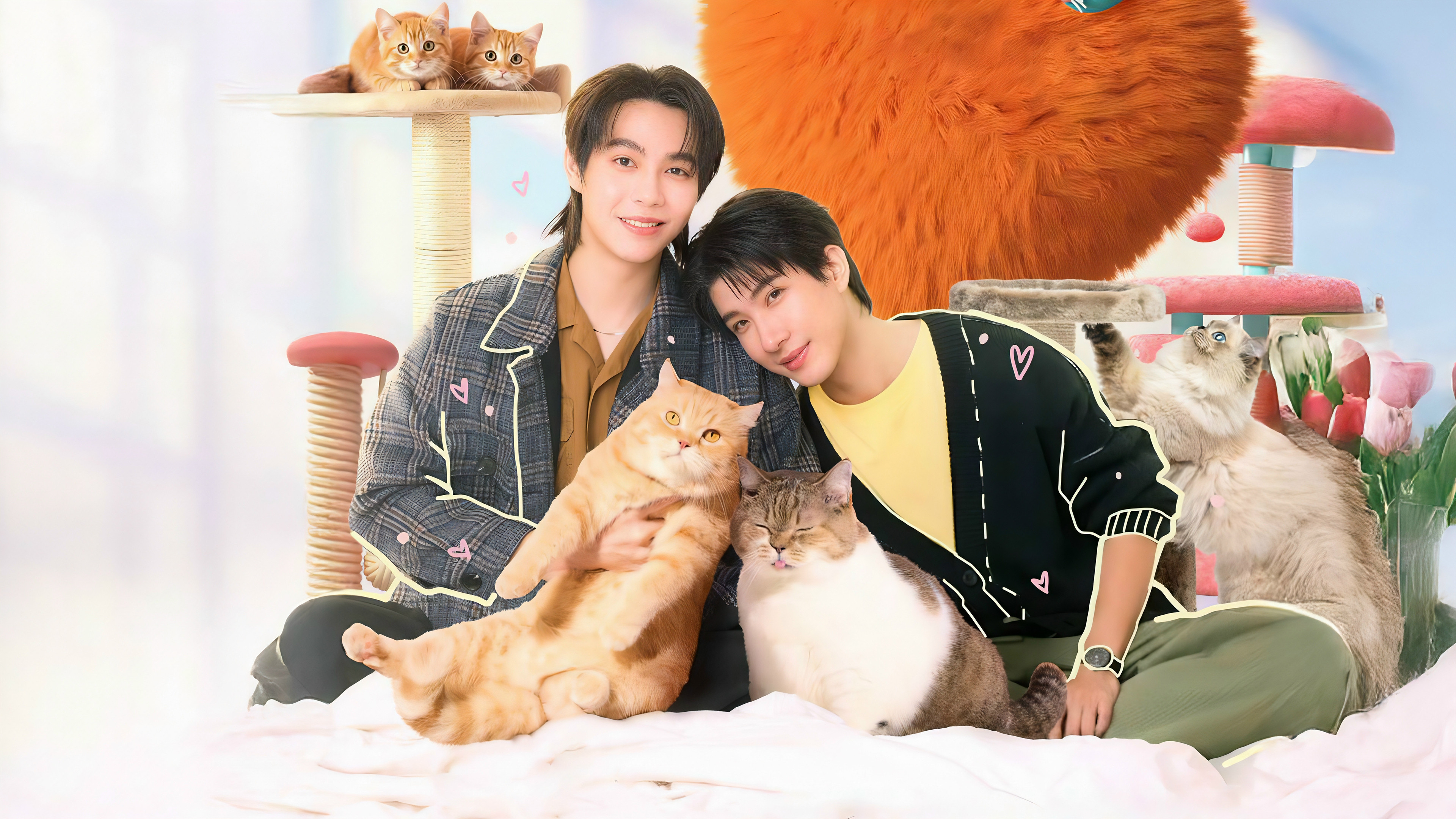 Cat for Cash