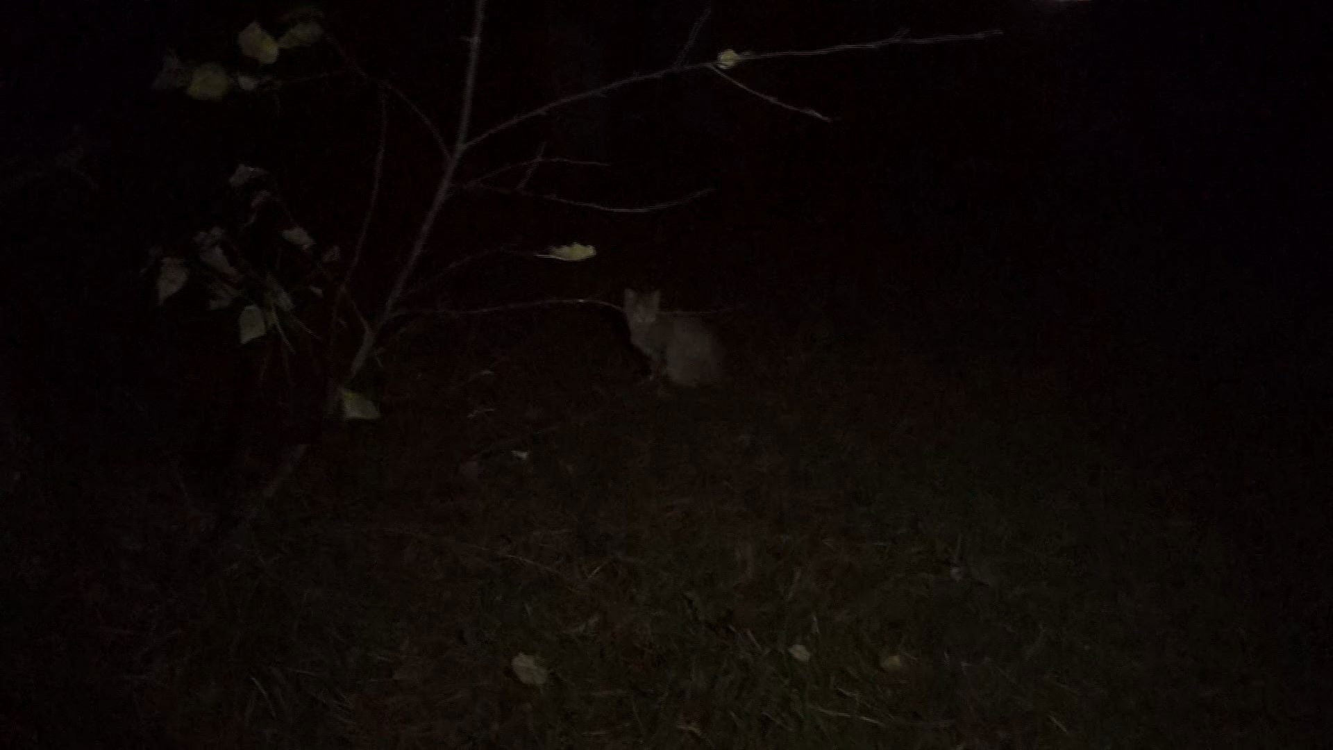 Marshmallow of Death