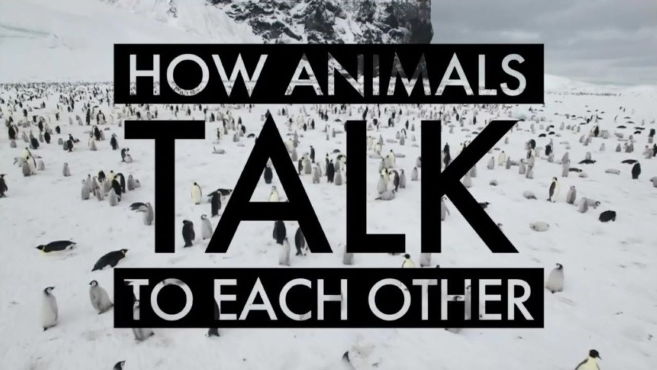 How Animals Talk To Each Other