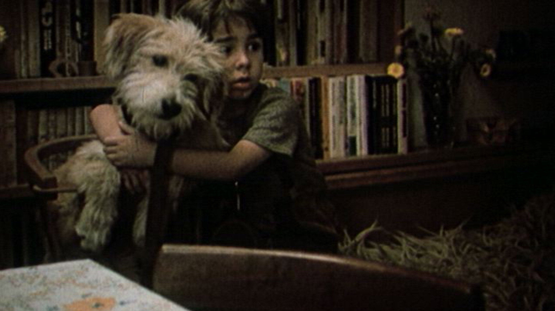A Dog in a Drawer