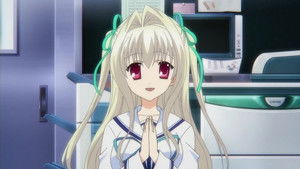 Cherry Blossoms Bloom