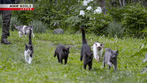 Hokkaido: Spring in Furano