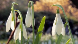 Snowdrops