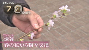 Shibuya: Spring Flowers and Bartering