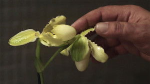 La principessa Orchidea