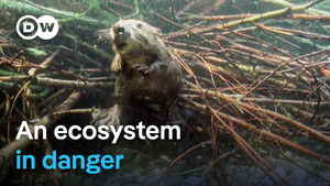 Saving beavers and pond turtles