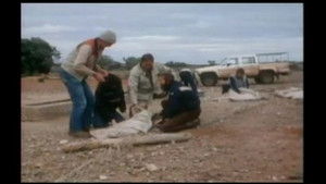 Kangaroos of Broken Hill