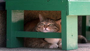 Fukui: Cats Along the Shore