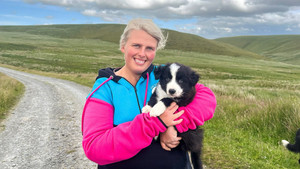 The World's Most Expensive Sheepdogs