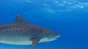 World's Deadliest Beach