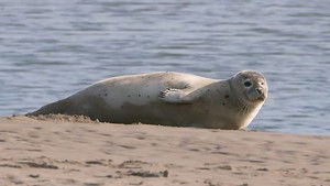 Northumberland Coast