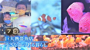 Giant Tropical Fish Store: A Life with Small Lives