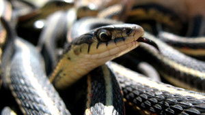 What Females Want and Males Will Do (2)