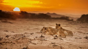 Super Cats: Cats in Every Corner