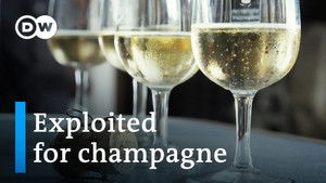 The dark side of the champagne industry