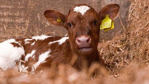 Clinton Devon Estates