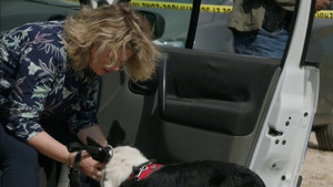 A Dog Is a Man's Best Friend