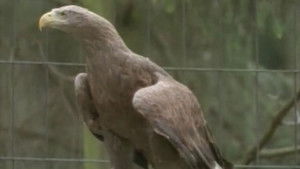 The Eagles From The East 4