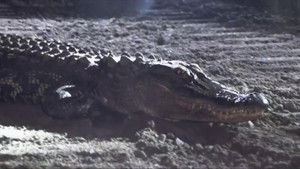 Alligator Incident
