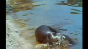 Queen of the Everglades