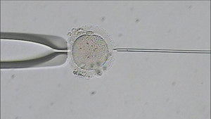 Fighting for Fertility