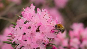 Wisley Bees