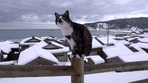 Noto: A Winter Wonderland