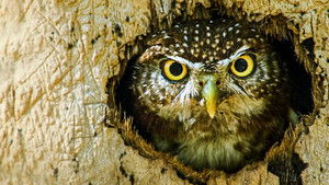 Wild Cuba: A Caribbean Journey (2)