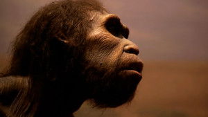 Mysteries of the Missing Link