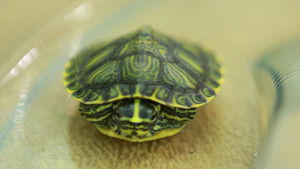 Turtle-Necked