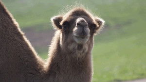 A Serval Star Is Born