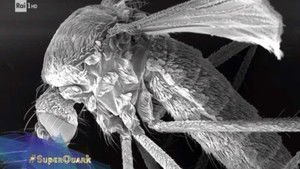 Tokyo Olympics, Turin's Egyptian Museum, and the police's technological arsenal