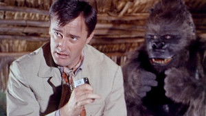 The My Friend, the Gorilla Affair