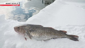 Cod
