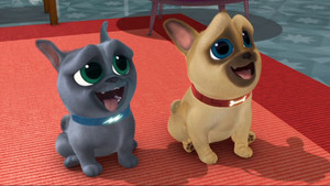 The Coolest Dogs In Town