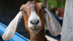 Hook, Feline and Sinker