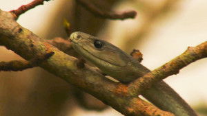 Africa's Most Dangerous Snakes