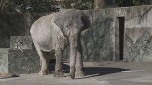 Tokyo in the middle of winter, the name is ”Hanako“