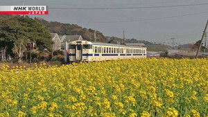 The Warmth of Kagoshima in Winter