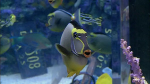 Swimming with the Sharks