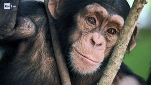 Archaeological Museum of Naples, the Bueno Fonteno caves, the stamped steak