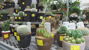 Seeds of Happiness at a Tokyo Garden Center