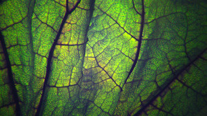 La salute nel frigorifero