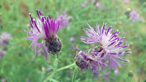 What Plants Talk About