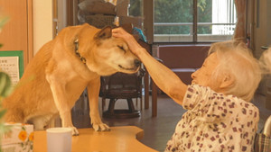 End-of-Life Guardians